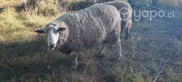 Se vende carnero - Imagen 4