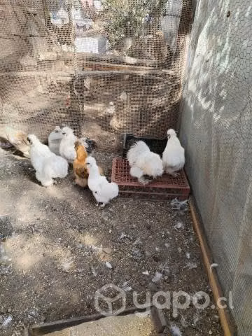 Gallinas
