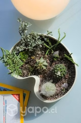Terrario de cactus exóticos y suculentas