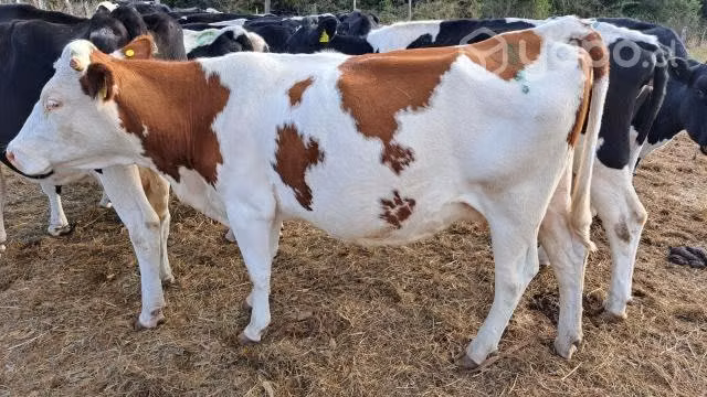 Vacas