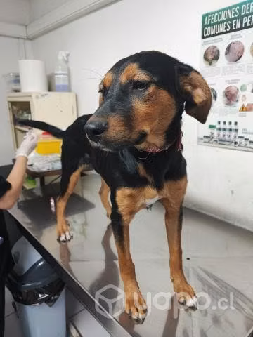 En  adopción