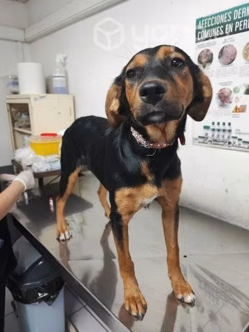 En  adopción - Imagen 2