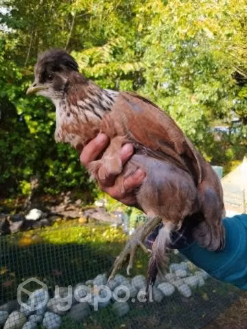 Hermosas aves, Sedosos Japoneses y otros.