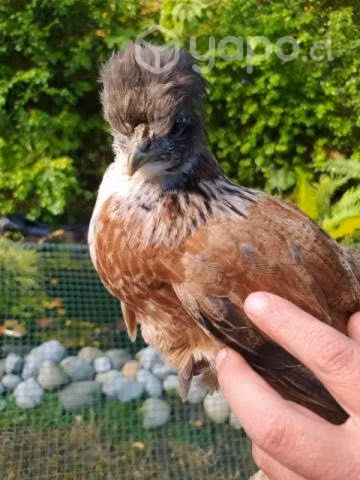 Hermosas aves, Sedosos Japoneses y otros.