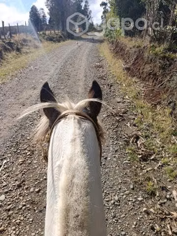Caballo - Imagen 2