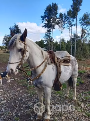 Caballo