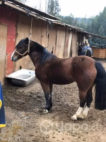 Hermosa yegua llamada Ventisca