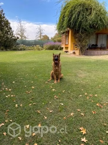 Se busca hogar para pastor alemán adulto