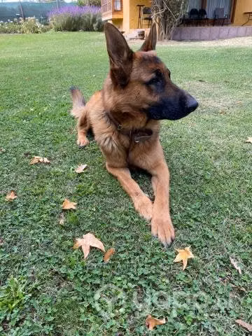 Se busca hogar para pastor alemán adulto