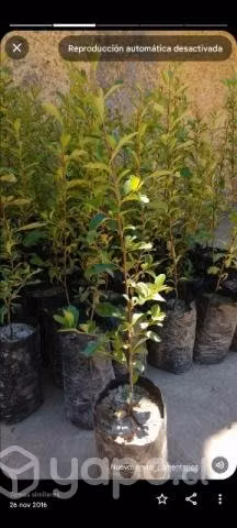 Ligustrinas verdes
