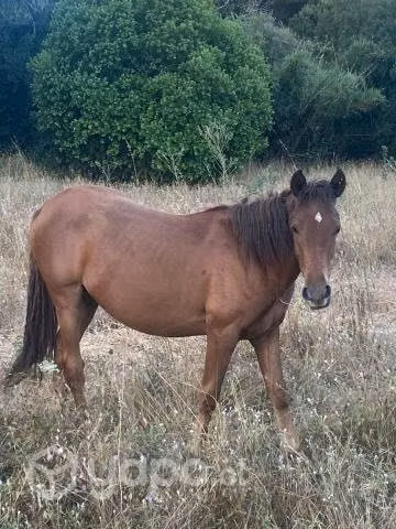 Se venden caballos