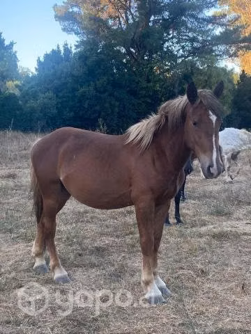 Se venden caballos
