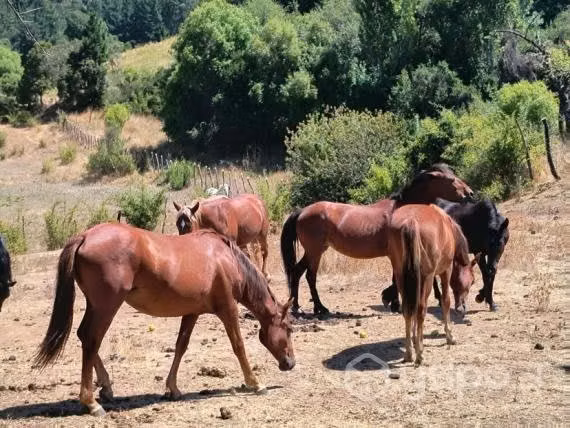 Se venden caballos