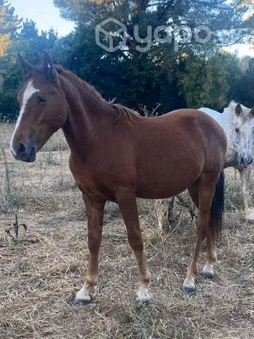 Se venden caballos