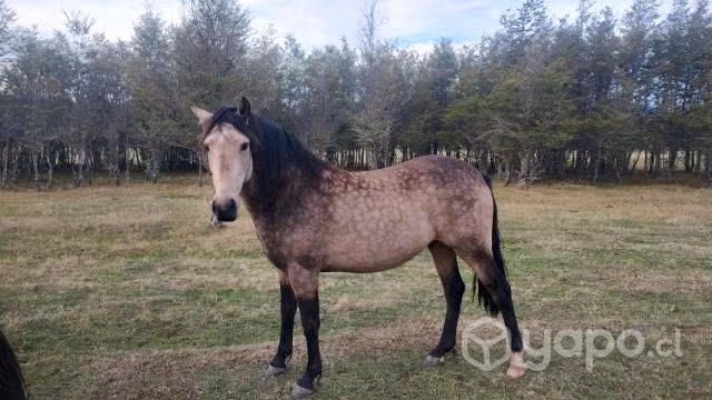 caballo 3 años
