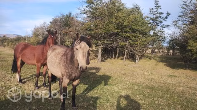 caballo 3 años - Imagen 3