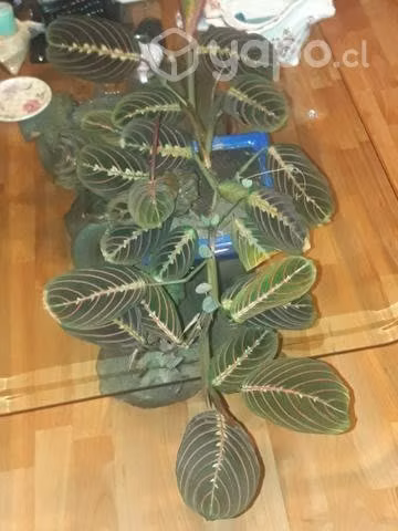 Amaranta