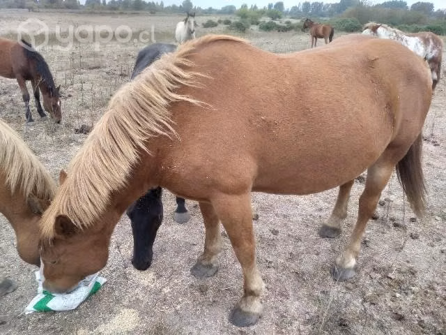 Venta de yegua pelche