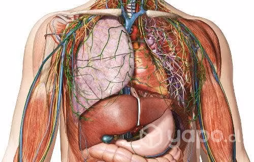 Clases de anatomía humana