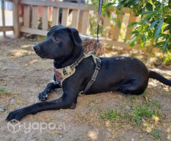 Cachorro de 9 meses, castrado, en adopción