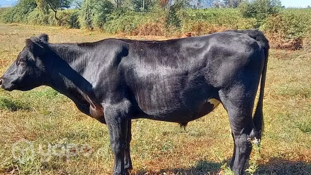 Vacunos