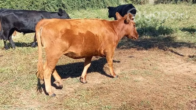 Vacunos