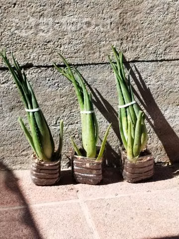 Plantas aloevera