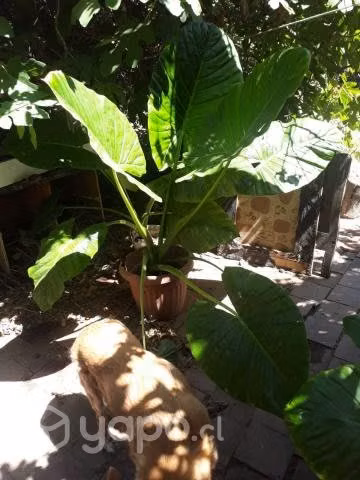 Plantas - Mantos de Eva