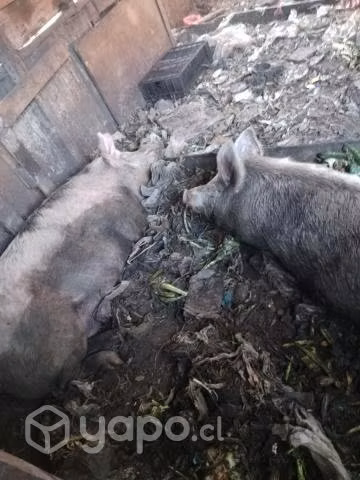 Dos Chanchos Una HEMBRA y Un Barraco