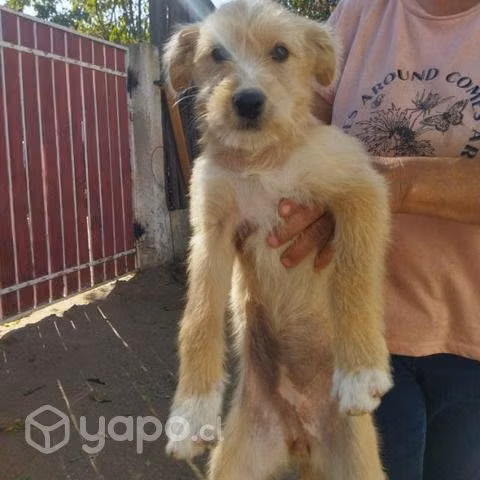 Adopción perrita cachorra