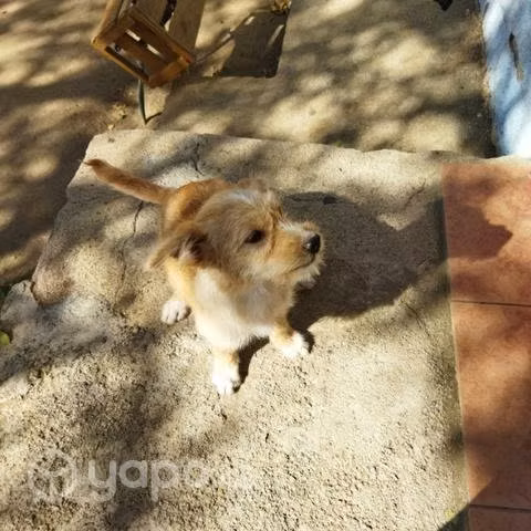 Adopción perrita cachorra