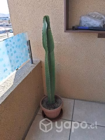 Cactus grande