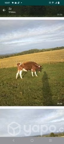Lote de vacas preñadas