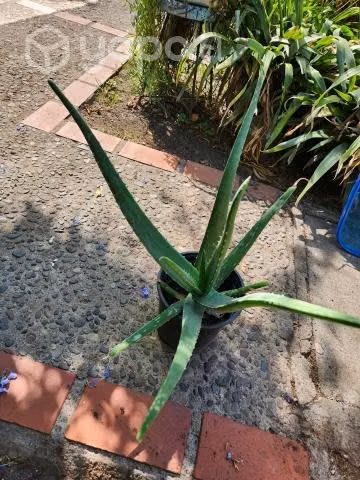Aloe vera