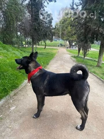 Hermoso cachorro mezcla de akita, en adopción