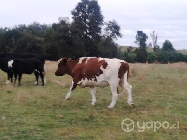 Vacas gordas