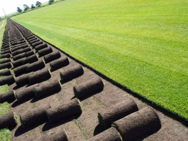 Pasto Natural, cesped en rollo,Palmeta de de pasto