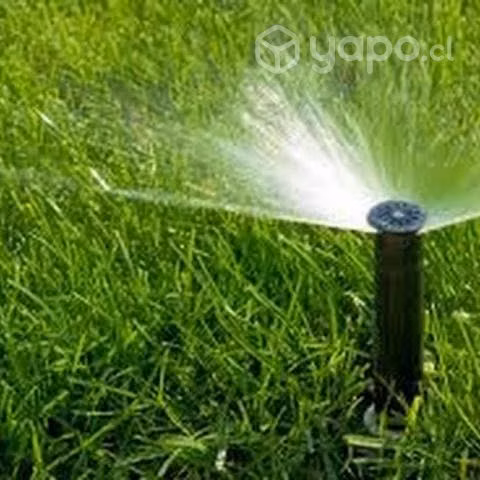 Pasto Natural, cesped en rollo,Palmeta de de pasto