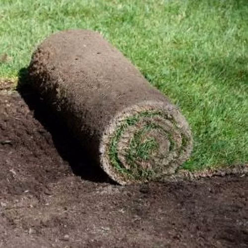 Pasto Natural, cesped en rollo,Palmeta de de pasto