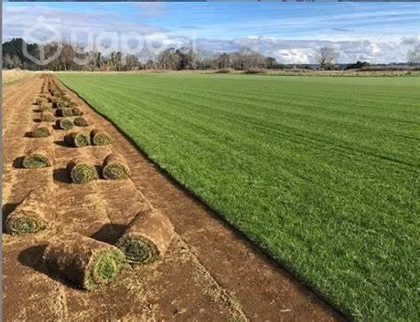 Pasto Natural, cesped en rollo,Palmeta de de pasto