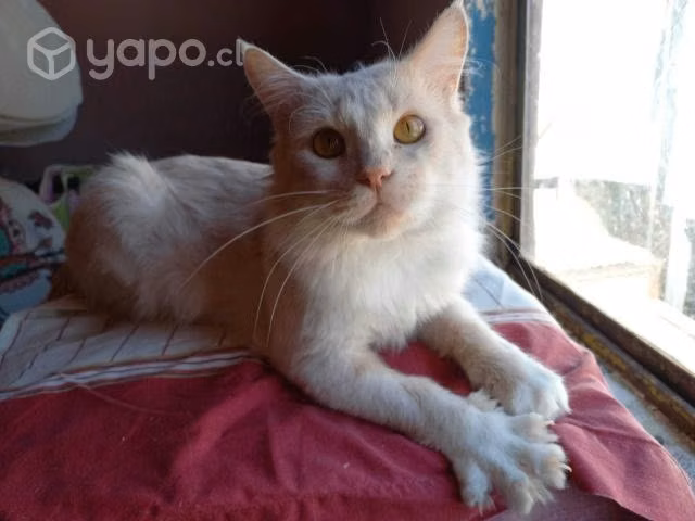 Axe, hermoso gatito de 1 año en adopción