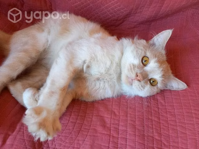 Axe, hermoso gatito de 1 año en adopción
