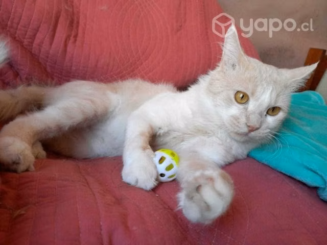 Axe, hermoso gatito de 1 año en adopción