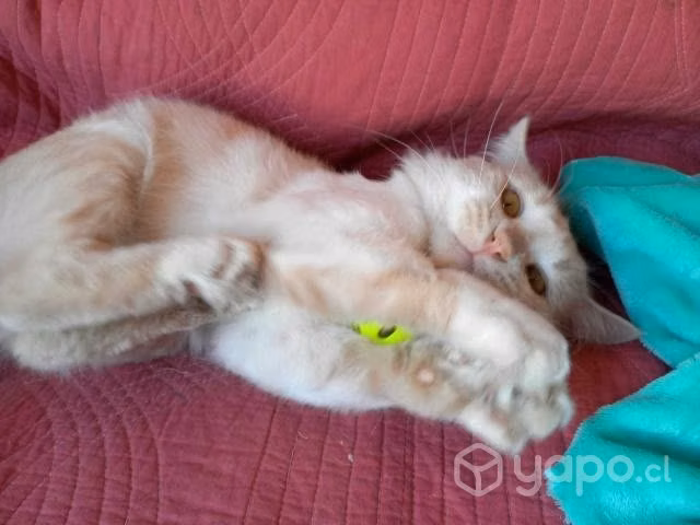 Axe, hermoso gatito de 1 año en adopción
