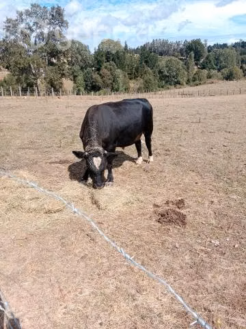 Toro
