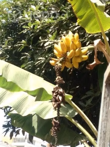 Vendo plantas de platanos platanero
