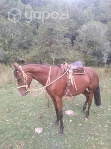 Yegua mansa - Imagen 4