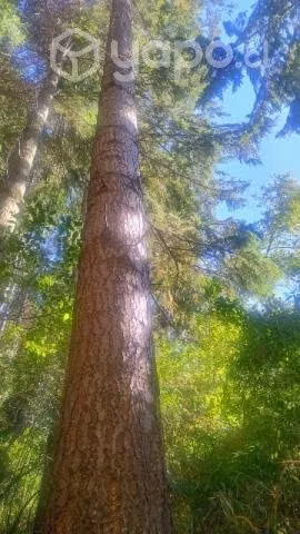 trosos de oregon