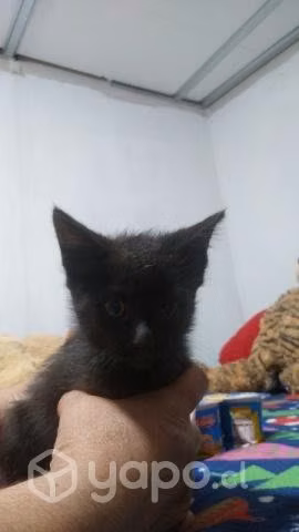 Se regalan gatitos - Imagen 2