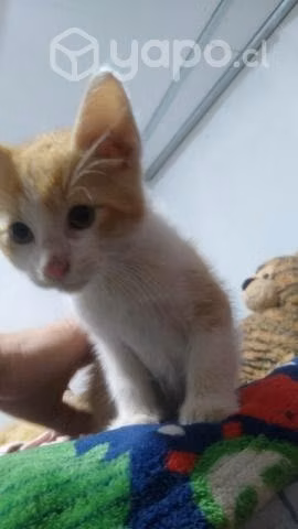 Se regalan gatitos